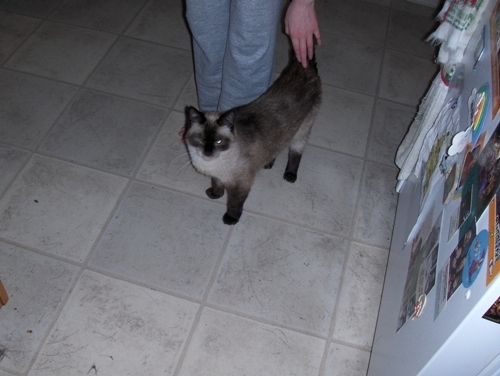 photo of the medication we give Yum Yum