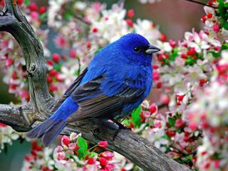 Male-indigo-bunting-pictures 2