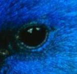 Indigo eye