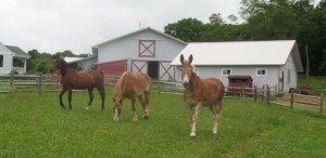 Amaryllis rescue farm