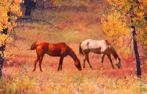 horses grazing