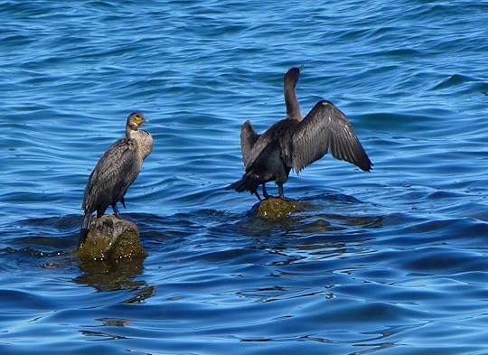 Cormorant