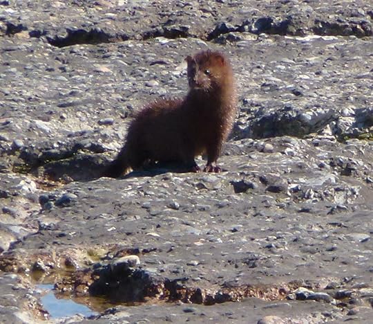 Mink