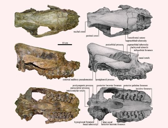 Holotype skull of Aceratherium piriyai sp. nov. (Credit: Institute of Vertebrate Paleontology and Paleoanthropology, Chinese Academy of Sciences)