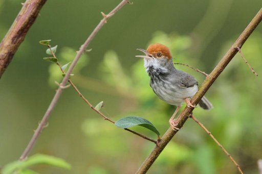 cambodian tailorbird