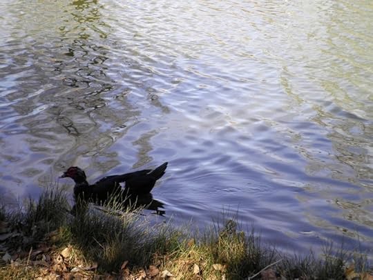 ripples