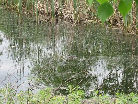 Middle Bayou May 8 2010 039