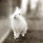 Happy Easter