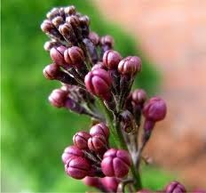 lilac buds