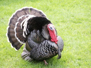 Screenwriting a scene at thanksgiving