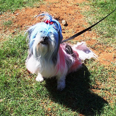 Colorful Dog