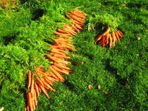 Bolero carrots