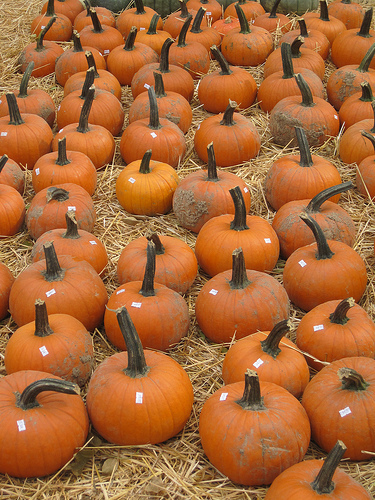 pumpkin picking