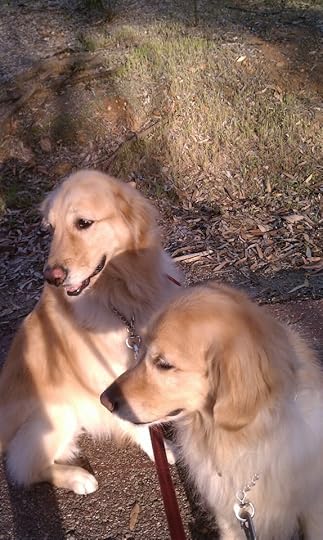 Our Goldens, Melody and Rhythm behaving themselves