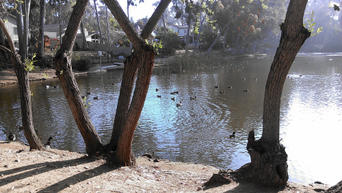 The Pond - Our Daily Destination