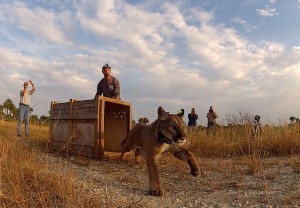 Panther Release ©Florida Fish & Wildlife Conservation Commission