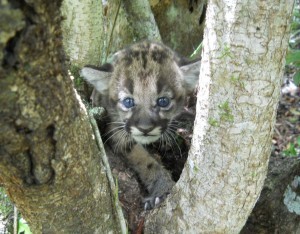 Panther Kitten ©Florida Fish & Wildlife Conservation Commission