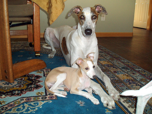 Manny Kartouche' & Nina Sophia, puppy