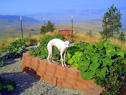 Best garden helper ever - Mandy