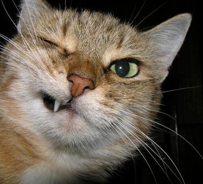 http://4.bp.blogspot.com/_D-LZxhXlNXY/SMD7NOfhOLI/AAAAAAAAEC0/ycdhPXFAg3s/s400/funny-animals.jpg