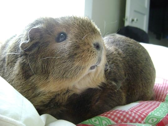 Soon, a picture of Pammy riding a mammoth will appear on Etsy. Soon.