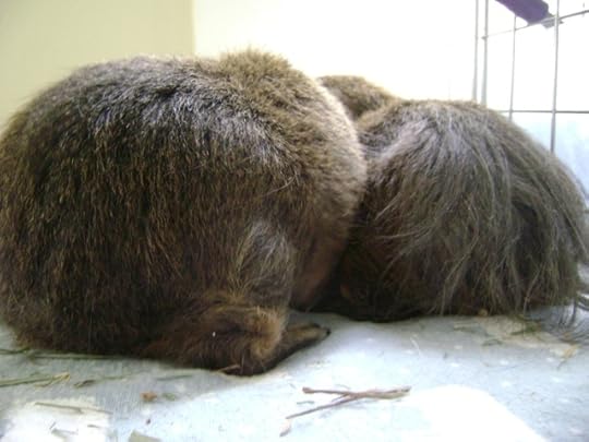 Quinn the weretiger's outfits have always been too much for me. This time there was a tank top. A tank top! I'm sure it was tucked in.