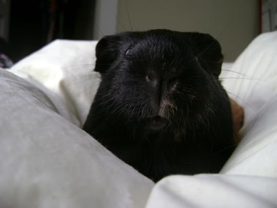 I use the Bauhaus title because I'm not dead, but I haven't been posting much. But I'm not dead!