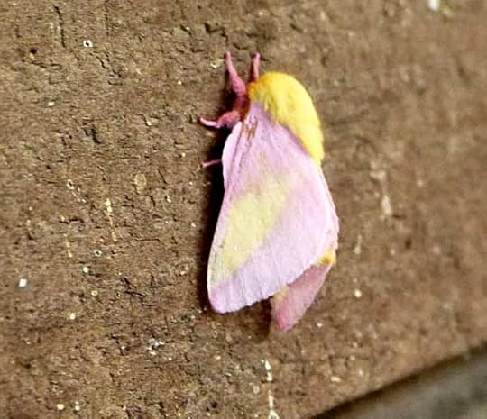 RosyMapleMothLakeNummy
