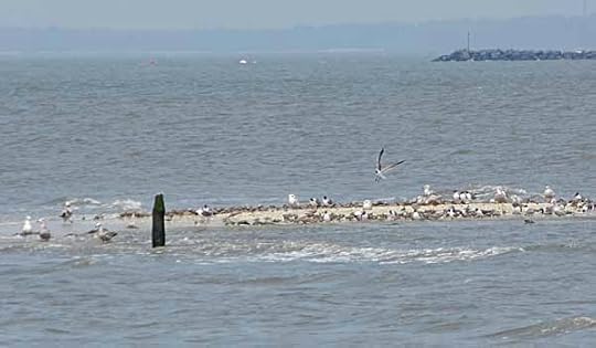 CooksBeachShorebirds