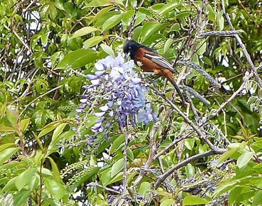 CMPointOrchardOriole