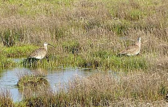 NummyIslandWhimbrels