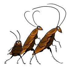 cockroaches