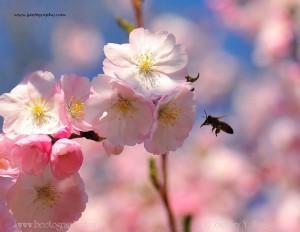 Bee_blossom