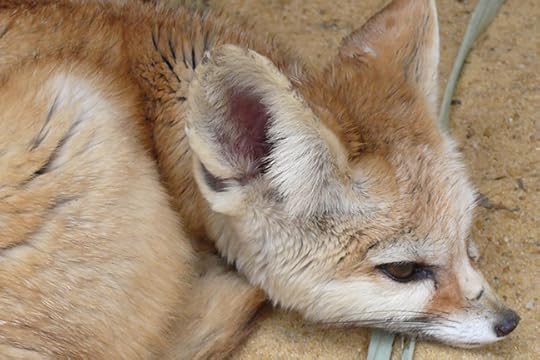 Fennec