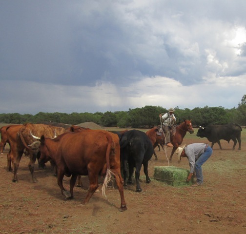 Feeding before the Storm