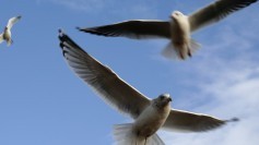 Seagulls, suggesting swarm logic