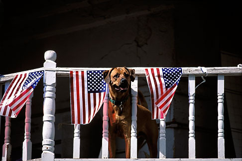 1-640-72 stock photo of Flags, Ameican Flags and balcony with dog
