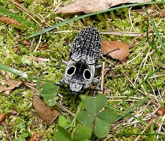 EyedClickBeetle