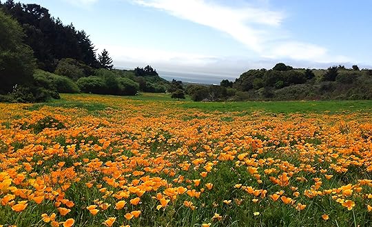 Poppies full size