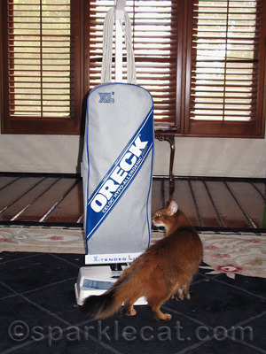No kitty wants to see this in her living room