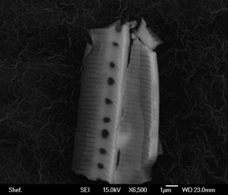 Scanning electron microscope image of the diatom frustule