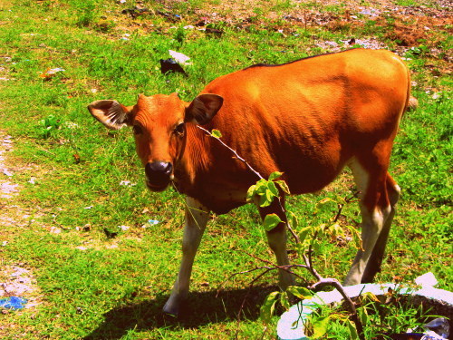 Gili Air cow