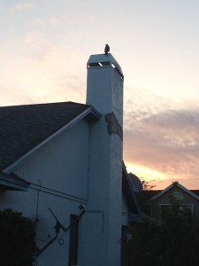 Look closely. That speck on top of the chimney is a hawk.