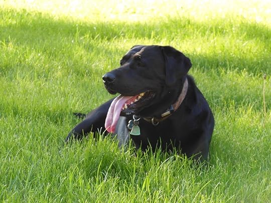 Dog at rest