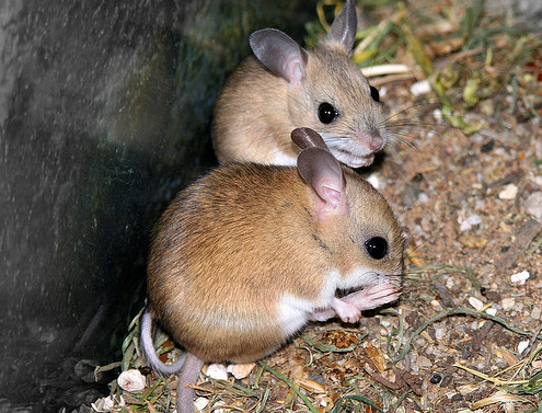 MICE.