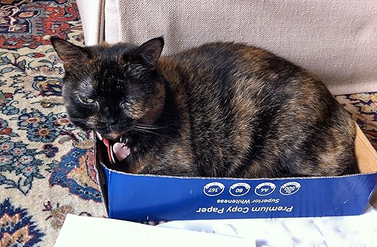 Tabby squeezes into a box