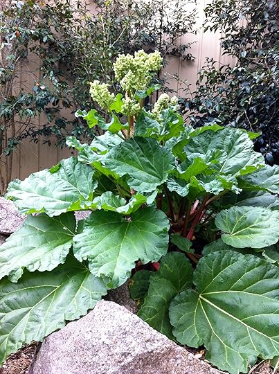 This rhubarb plant dies down to nothing in the winter