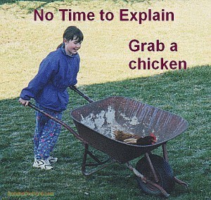 Grab a Chicken