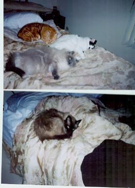 George, Toulouse, Cookie, Sam
