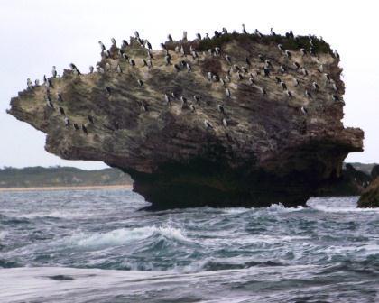 Shags on a rock